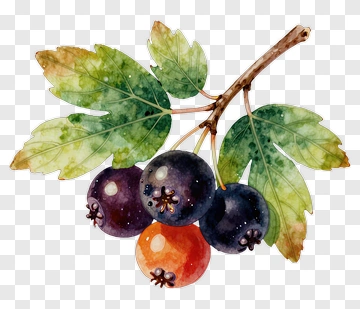 Watercolor Berry And Leaf Branch PNG