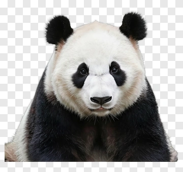 Panda PNG