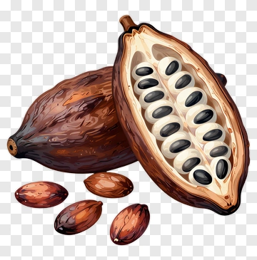 Cocoa Pod And Beans PNG