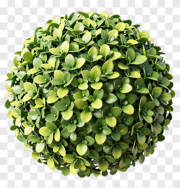 Topiary Ball PNG