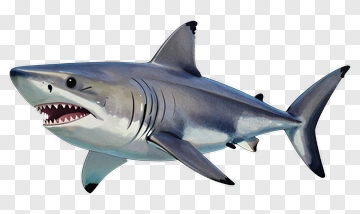 Shark With Open Mouth PNG