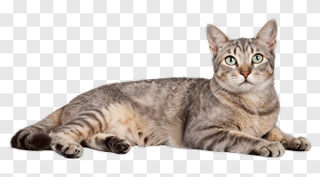 Gray Tabby Cat Lying Down PNG