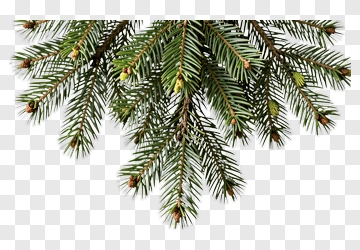 Pine Branch With Needles And Cones PNG