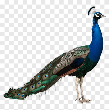 Peacock With Vibrant Blue And Green Feathers PNG