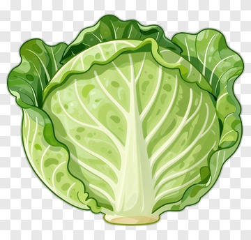 Cabbage PNG
