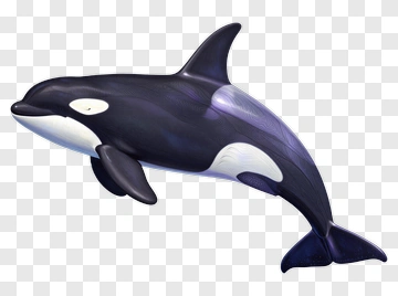 Orca PNG