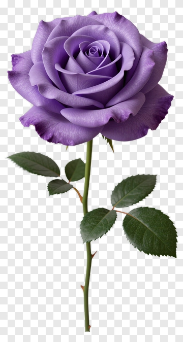 Purple Rose In Full Bloom PNG