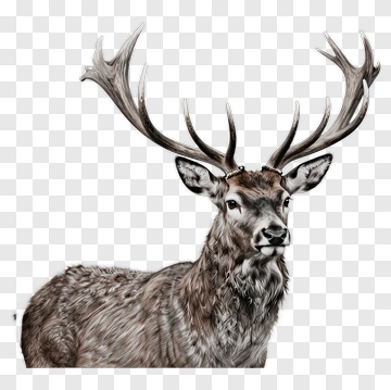 Stag Portrait PNG