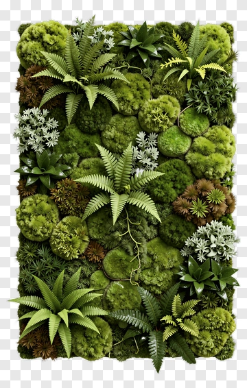 Moss Wall With Ferns And Succulents PNG