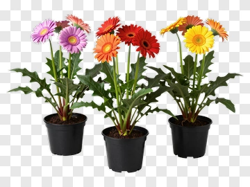 Colorful Gerbera Daisy Bouquet In Black Pots PNG