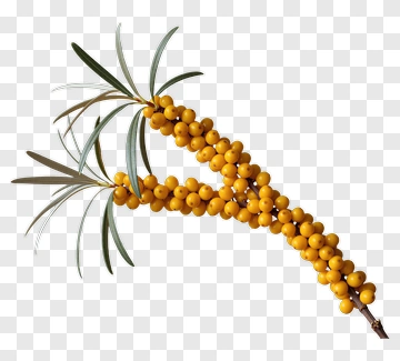 Sea Buckthorn Berries On Branch PNG
