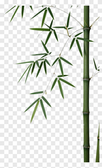 Bamboo Stalk With Leaves PNG