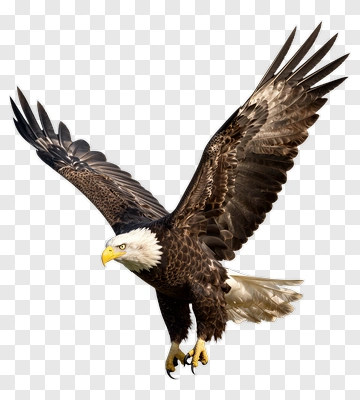 American Eagle In Flight PNG