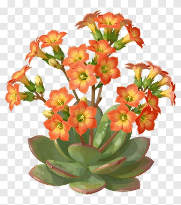 Orange Flowered Succulent PNG