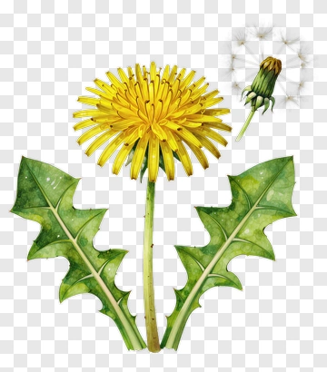 Dandelion Flower And Seed Head PNG