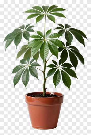 Cast Iron Plant In Terracotta Pot PNG