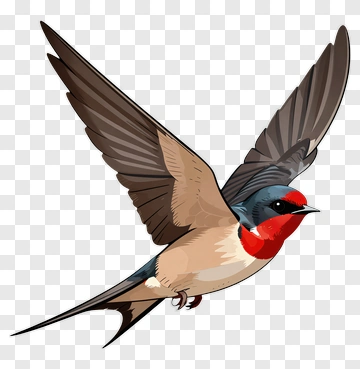 Red-breasted Swallow In Flight PNG