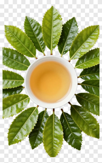 Fresh Tea With Surrounding Leaves PNG