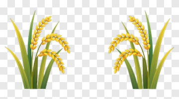 Rice Plant With Yellow Ears PNG