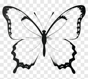 Black And White Butterfly Drawing PNG