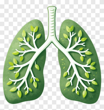 Lungs With Tree Branches PNG