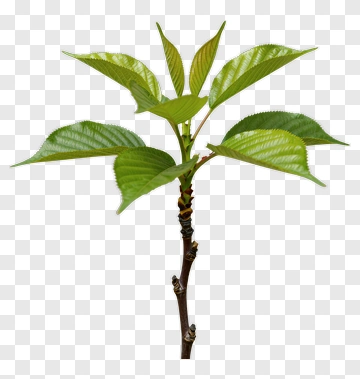 Young Plant With Fresh Green Leaves PNG
