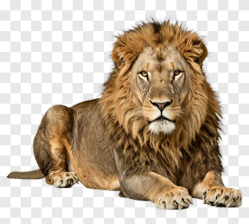 Lion With Mane PNG