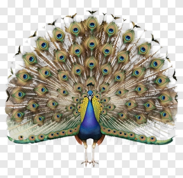 Peacock With Spread Tail Feathers PNG