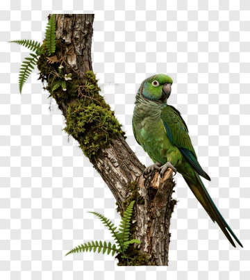 Green Parrot Perched On Mossy Branch PNG