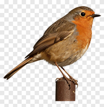 European Robin Perched On A Pole PNG