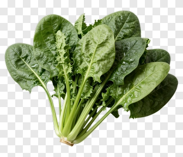 Fresh Spinach PNG