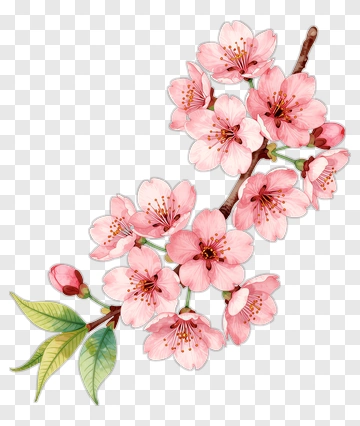 Cherry Blossom Branch With Green Leaves PNG