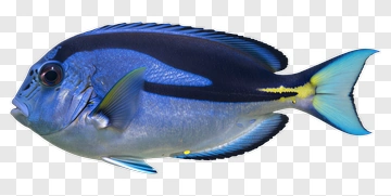Blue Fish With Yellow Stripe PNG