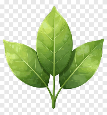 Three Green Leaves PNG