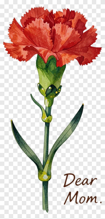 Red Carnation For Mom PNG