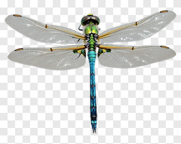 Dragonfly With Green And Blue Body PNG