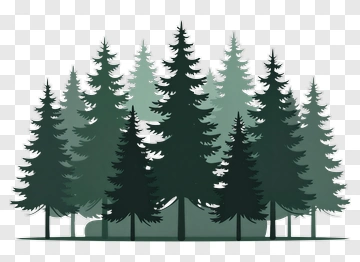 Forest Of Pine Trees PNG