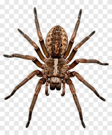 Spider PNG