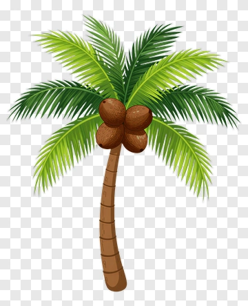 Coconut Palm Tree With Coconuts PNG