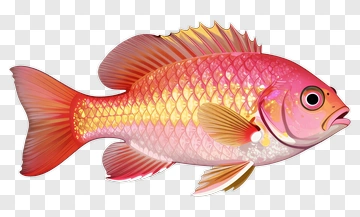 Pink And Orange Fish PNG