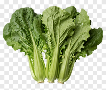 Fresh Bok Choy PNG