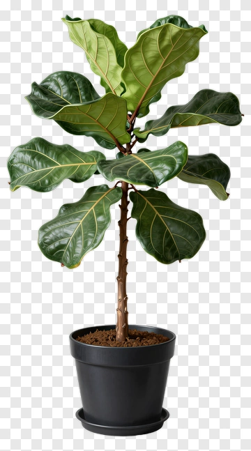 Fiddle Leaf Fig Plant In Black Pot PNG