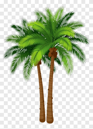 Two Palm Trees With Coconuts PNG