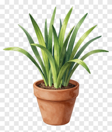 Potted Green Plant With Terracotta Pot PNG
