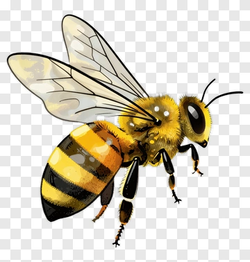 Bee PNG