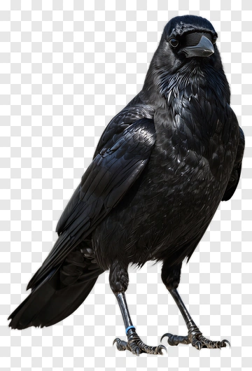 Black Crow Standing PNG