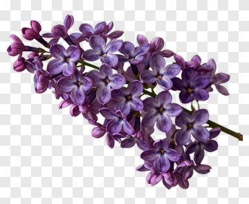 Lilac Flower Cluster PNG