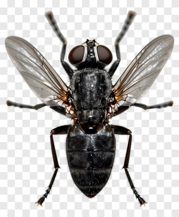Close-up Of A Fly PNG