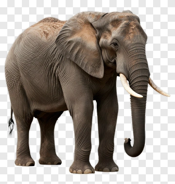 Elephant With Tusks PNG