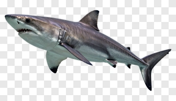 Great White Shark PNG